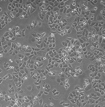 Addexbio Product Detail Mda Mb Cells