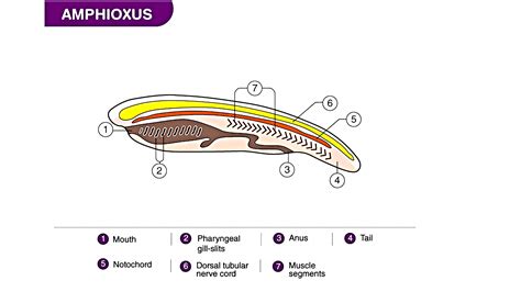 What is the function of pharyngeal slits?