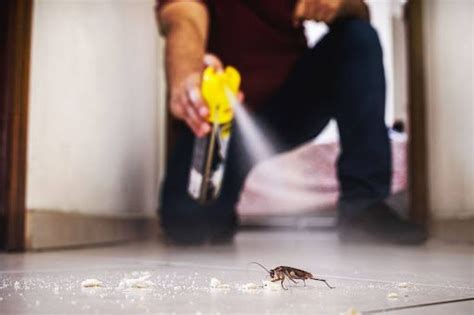 The Dangers Of Diy Pest Control When To Call In The Professionals Aaa Exterminators