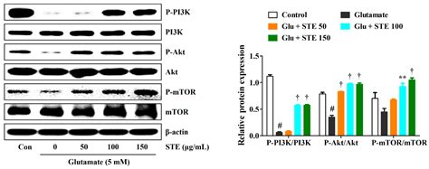 Ijms Free Full Text Selaginella Tamariscina Inhibits Glutamate