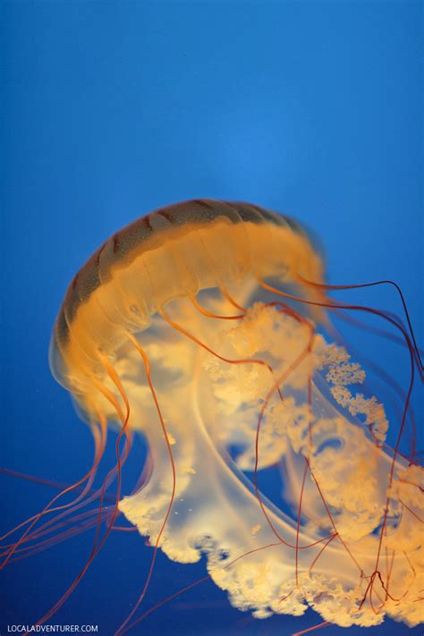 13 Remarkable Species of Jellyfish at the Monterey Aquarium