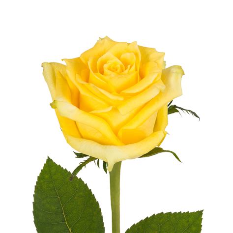 Yellow Premium Roses | Premium Wholesale Flowers | Free Shipping ...