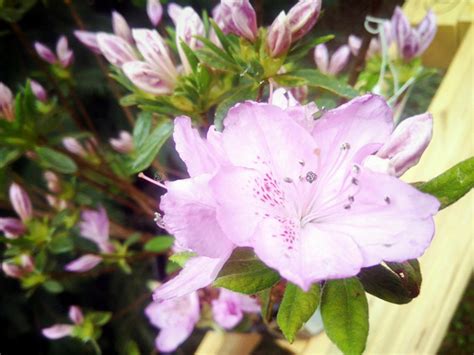 Azalia Japo Ska Ledikanense Rhododendron Obtusum