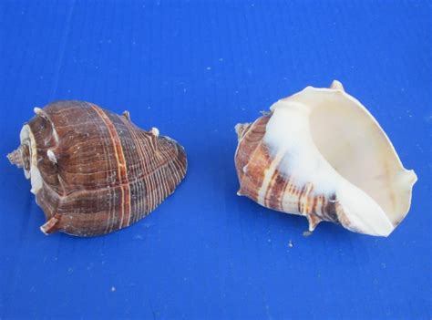 3 To 3 12 Inches King Crown Conch Shells For Large Hermit Crab Homes