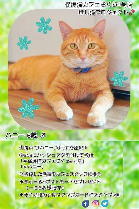 2号店 5月の推しにゃん♡ 保護猫カフェさくら