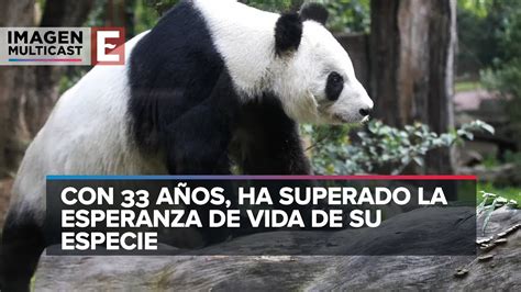 Xin Xin Es La Ltimo Oso Panda De M Xico Youtube