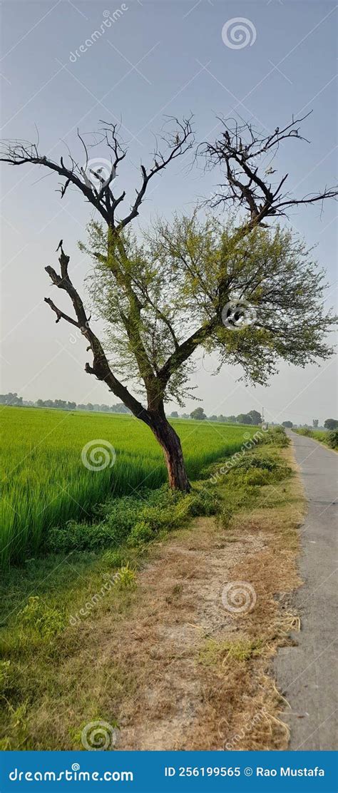 Pakistan: Afternoon View of Kikar Tree Planted Near Rice Crop on ...