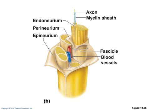 PPT THE PERIPHERAL NERVOUS SYSTEM REFLEX ACTIVITY PowerPoint