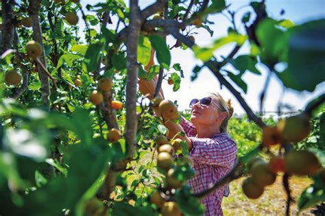 Choosing fruit trees | Post Dispatch