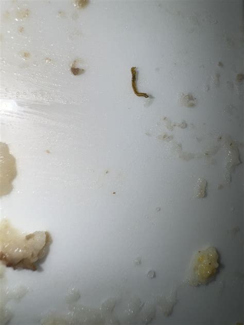 What Is This Tiny Worm In My Food Rinsects