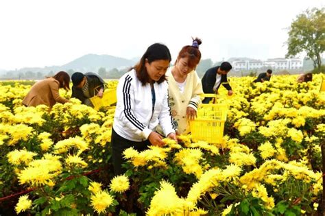 宜秀区罗岭镇：金丝皇菊醉深秋 妙山农民采摘忙 宁海旅游攻略 游记 去哪儿攻略