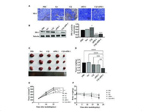 Effect Of Various Treatments On Tumor Growth In Vivo Balb C Mice Download Scientific Diagram