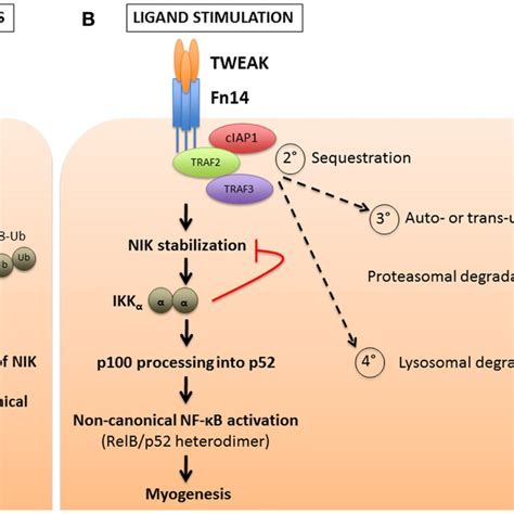 cIAP1 2 regulation of TNFα induced canonical NF κB pathway activation