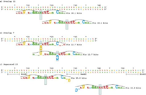 Oligonucleotide design of overlapping and separated Fis-binding sites ...