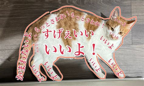 猫さんの「お触りマップ」が話題に 「めちゃくちゃ寛容！」「フルやんw」撫でられるとうっとり顔に｜まいどなニュース