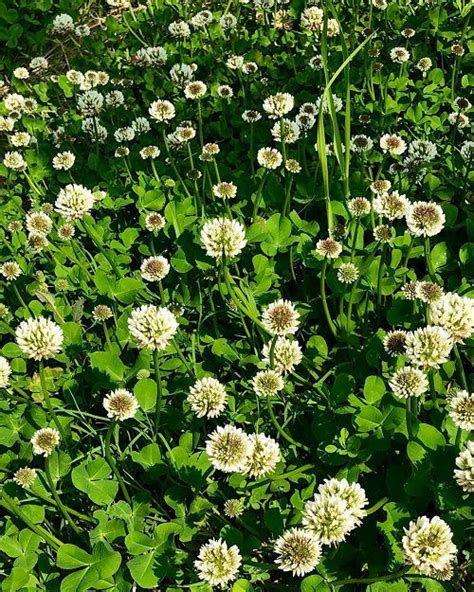 12 Best Weeds with White Flowers | Balcony Garden Web