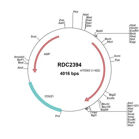 Mouse Hgf Np Versaclone Cdna Rdc R D Systems