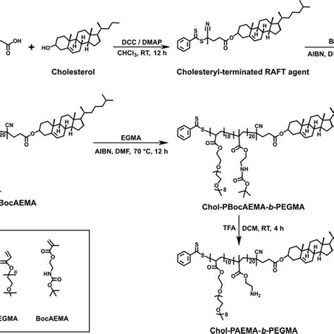 Figure Synthesis Of Chol Paema B Pegma Diblock Copolymer Via