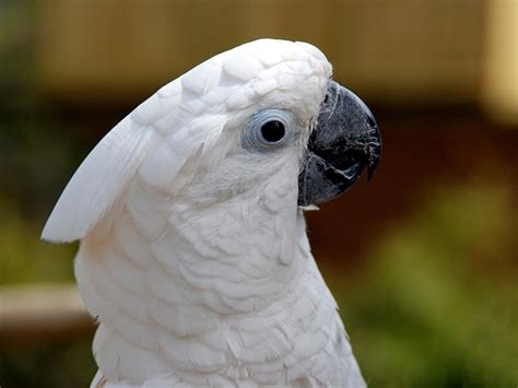 Eye Injuries In Birds | BeChewy