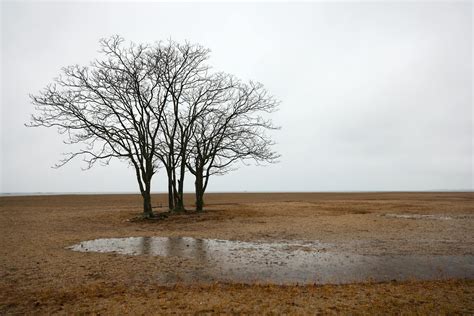 Bare Trees Near Puddle On Grassland · Free Stock Photo