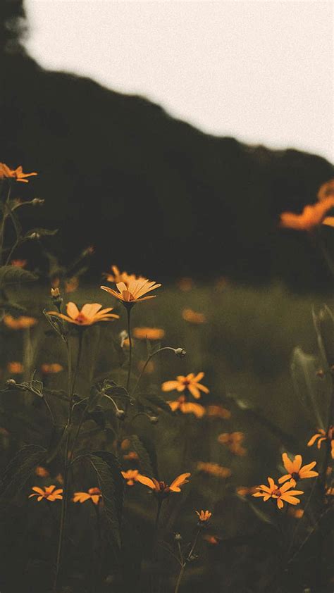 Summer Wildflowers, Wildflower iPhone HD phone wallpaper | Pxfuel