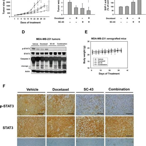 In Vivo Effect Of Docetaxel And Sc On Mda Mb Xenograft Nude