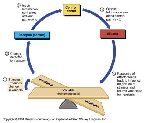 Blood Glucose Levels Feedback Loop - CruzqoSexton