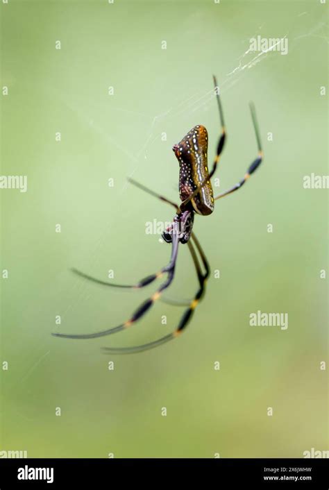 Golden Silk Spider Nephila Clavipes Sitting In Its Web Tortuguero