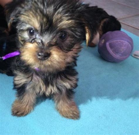 Adorable Yorkie puppies for Sale in Tucson, Arizona Classified ...