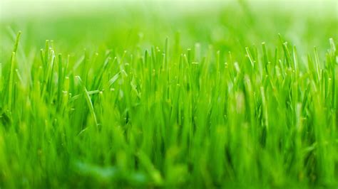 HD Grass Wallpaper (75+ pictures) - WallpaperSet