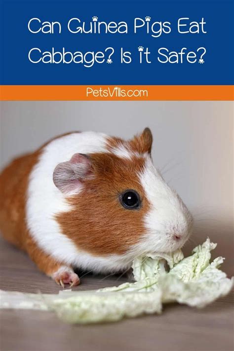 Guide To Feeding Celery To Your Guinea Pigs Artofit