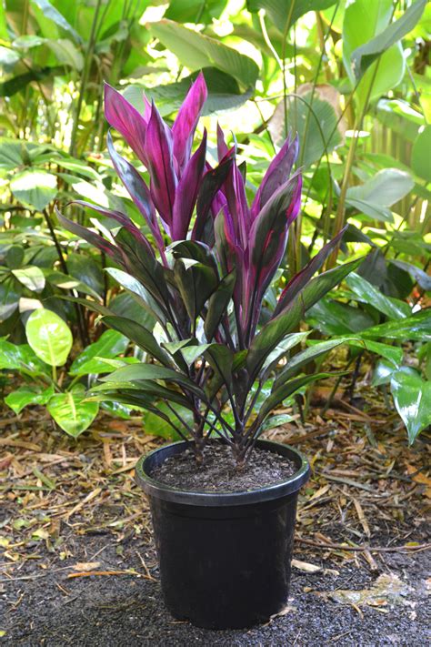 Cordyline Fruticosa Purple Prince