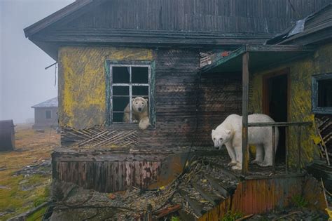 Fotógrafo capturó increíbles imágenes de osos polares en una casa