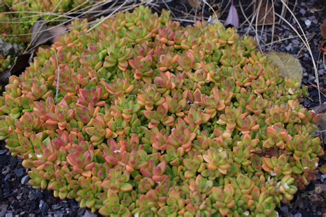 Yellow Hardy Ice Plant
