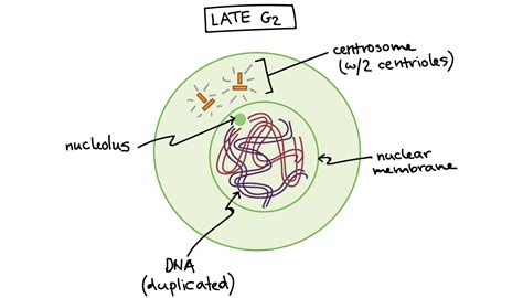 42 Steps Of Mitosis Labeled Background News