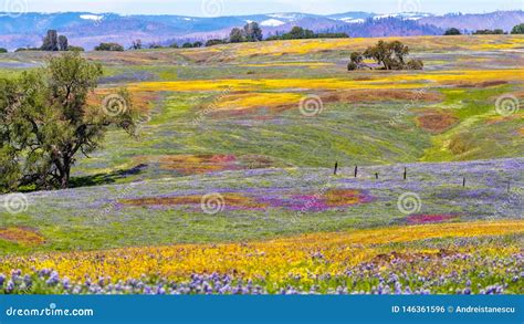 Wildflowers Que Florecen En El Suelo Rocoso De La Reserva Ecol Gica De