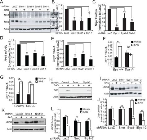 Eya1 And Six1 Regulate Nrp Expression A ShRNAs Targeting Eya1 And