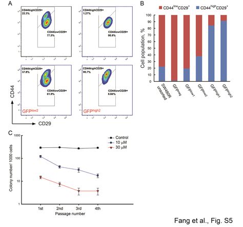 A Small Molecule Antagonist Of The β Catenintcf4 Interaction Blocks The Self Renewal Of Cancer