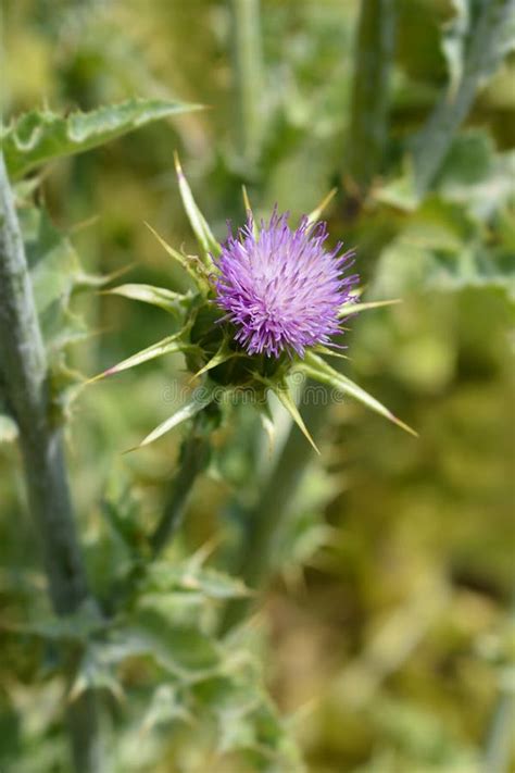 Milk Thistle Stock Image Image Of Botany Nature Spring 140674711