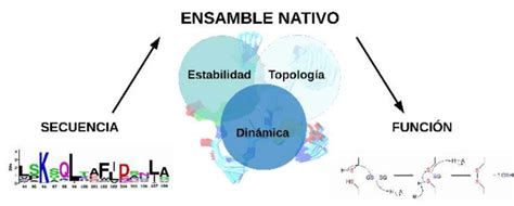 4 Relación entre la secuencia estructura dinámica y función proteica