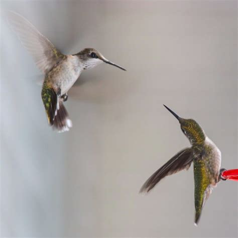 Hummingbirds use of torpor is something that scientists are studying ...