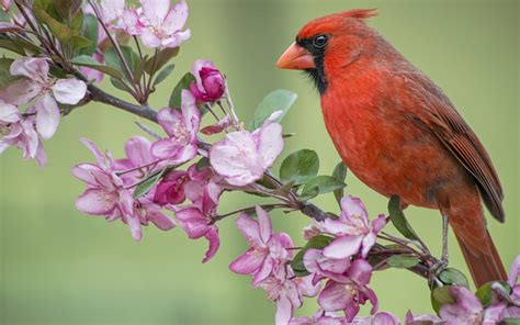 Red cardinal bird, Apple tree, flowers blossom, spring wallpaper ...