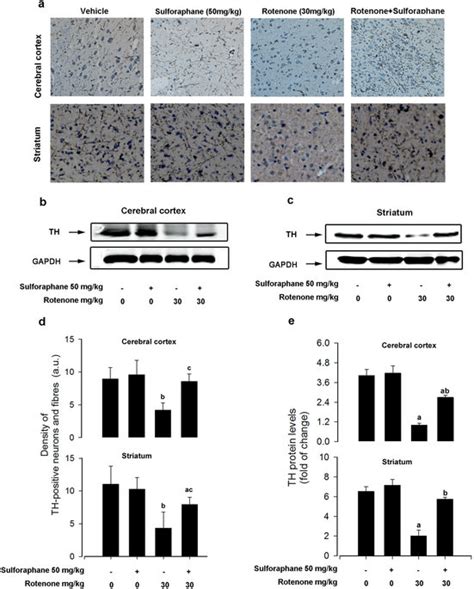 Sulforaphane Attenuated Rotenone Induced Dopaminergic Download