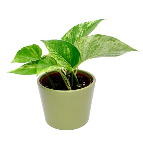 Marble Queen Pothos Epipremnum Pinnatum The Archway Planter