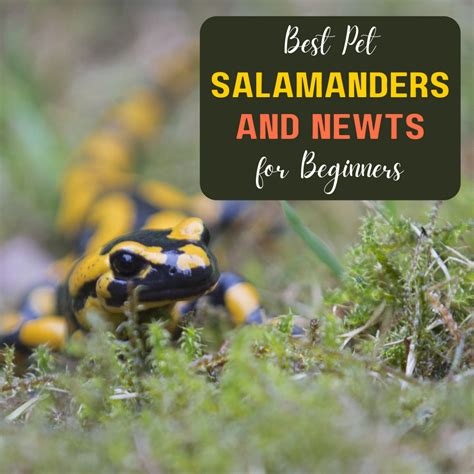 Best Beginner Pet Salamanders and Newts - PetHelpful