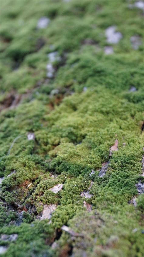 Fotos Gratis árbol Bosque Césped Rock Planta Prado Textura Hoja Musgo Corriente