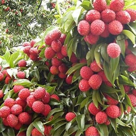 Improved Dense Orchard Techniques Of Nutrient Fruit Lychee Krishisewa