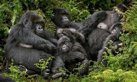 Buhoma Sector The Buhoma Sector Of Bwindi Forest National Park