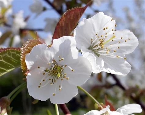 some white flowers are blooming on a tree