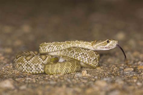 Mojave desert and Death Valley | Rahul Alvares